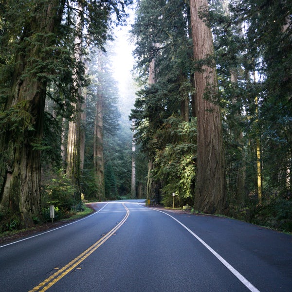 A road surrounded by tall trees.