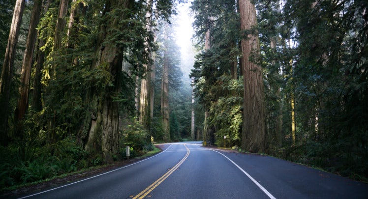 A road surrounded by redwood trees.