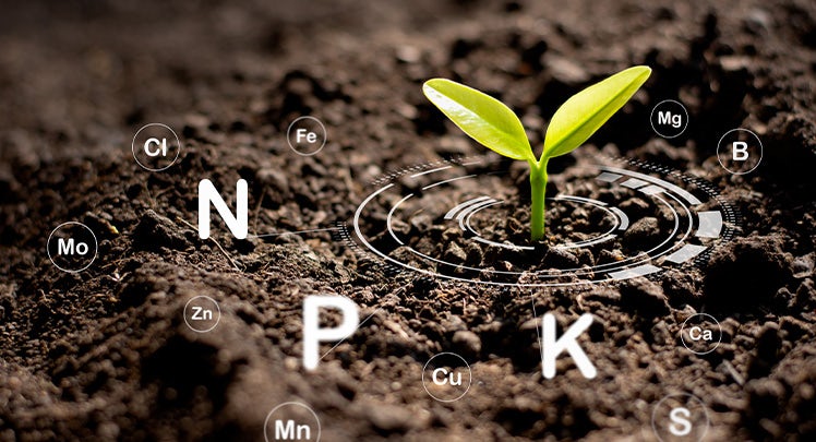 A plant growing out of soil with the word npk on it.