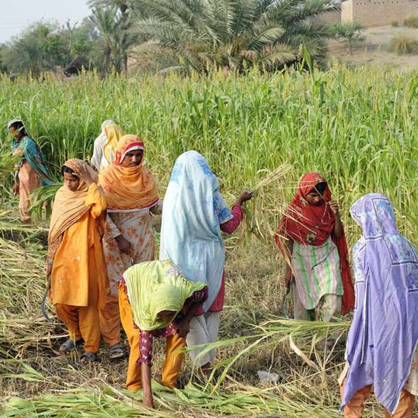 Women working in a field in pakistan.