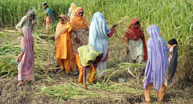 Women in saris working in a field.
