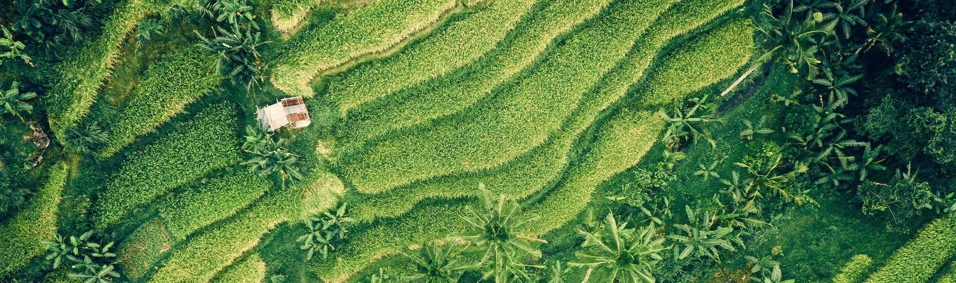 Aerial view of rice terraces in guangdong, china.
