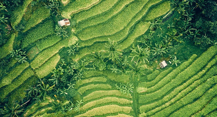 Aerial view of rice terraces in bali, indonesia.
