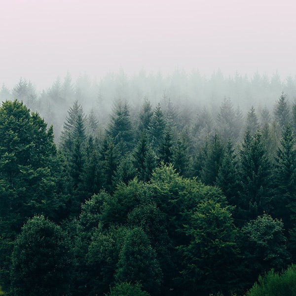 A foggy forest with trees in the background.