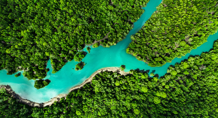 Aerial view of a river landscape in the mangrove forest