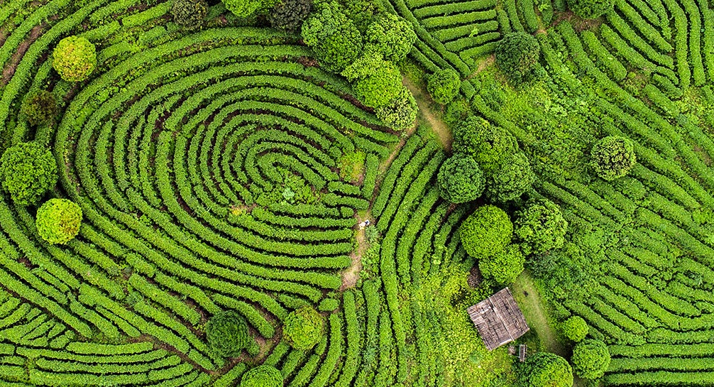 An aerial view of a tea plantation.
