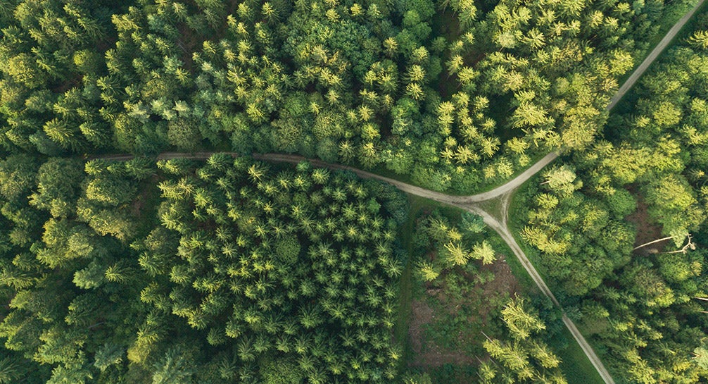 An aerial view of a road in a forest