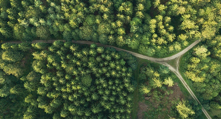 An aerial view of a road in a forest.