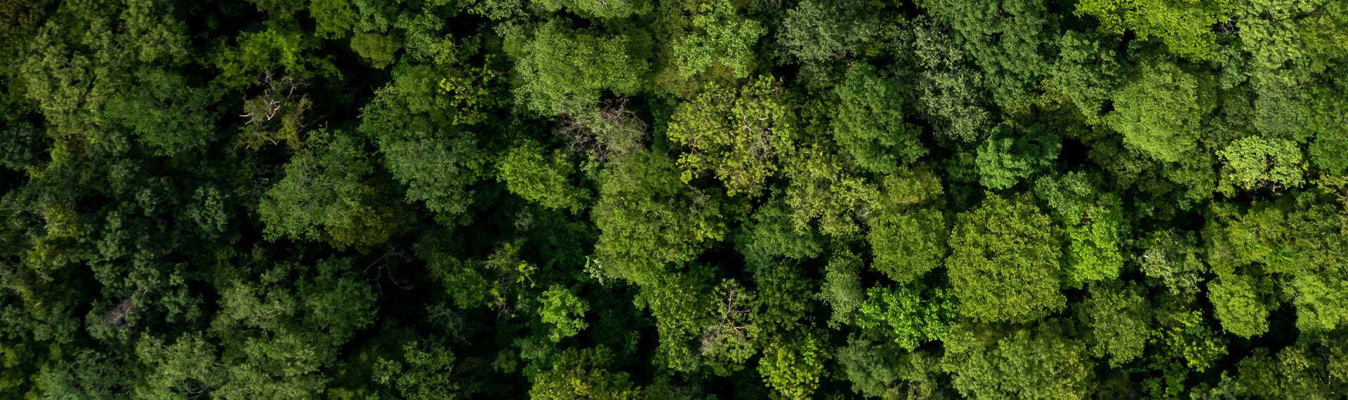 Aerial view of a green forest.